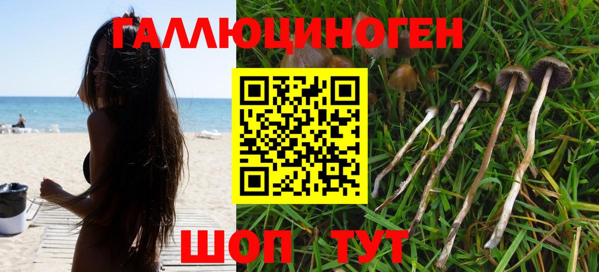 Псилоцибиновые грибы Psilocybe Отрадный